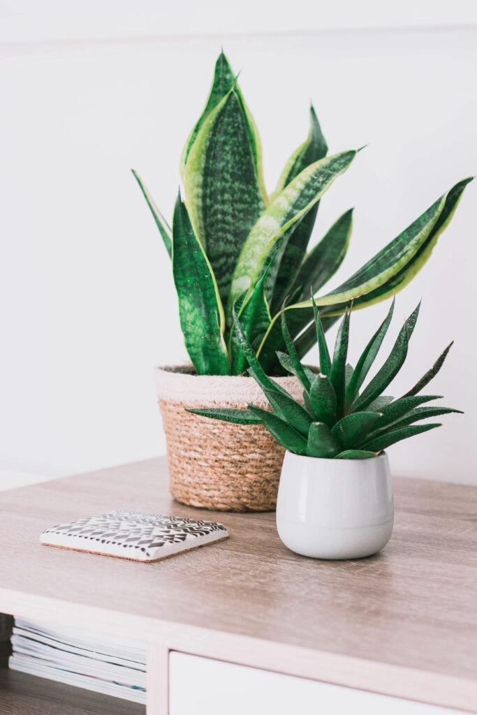 Stylish interior with a snake plant and aloe on a wooden table, perfect for modern decor.